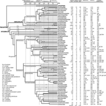 ﻿Revised chronology of Trichoptera e ...