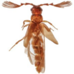 Description of Ceratogeusis thamiresae ...